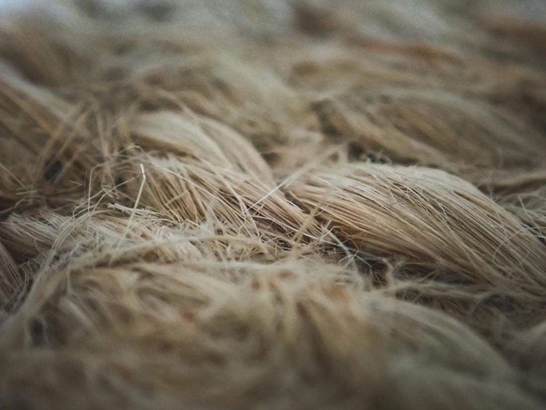 From Pharaohs to Labs: The Cellular Secrets of Flax